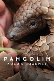 Pangolin: Kulu’s Journey 2025